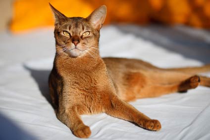 Abyssin (Abyssinian-Chat lapin)